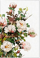 Geschichte der Rose Klappkarte Motiv Schottische Rose 5 Ex.
