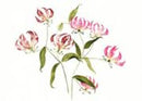 Aquarell Postkarte Blume Löwenohr VE10