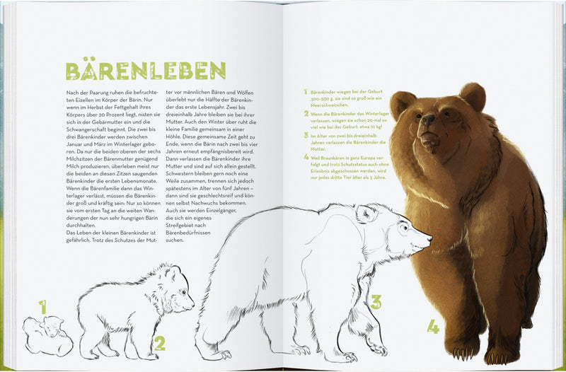 Bären