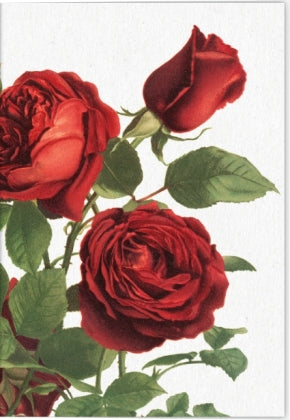 VE Geschichte der Rose Klappkarte Motiv Tiamo Rose 5 Ex.